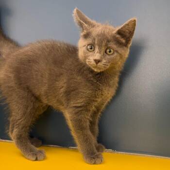 Lays -  Domestic Medium Hair Cat for Adoption in Tulsa, Oklahoma - Lays | PetCurious
