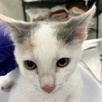 Snapple -  Domestic Short Hair Cat for Adoption in Las Cruces, New Mexico - Snapple | PetCurious