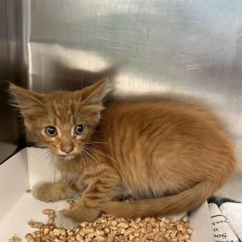 Soot -  Domestic Short Hair Cat for Adoption in San Antonio, Texas - Soot | PetCurious