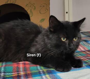 Rescue Domestic Medium Hair Cats for Adoption in Mazon, Illinois - Siren | PetCurious