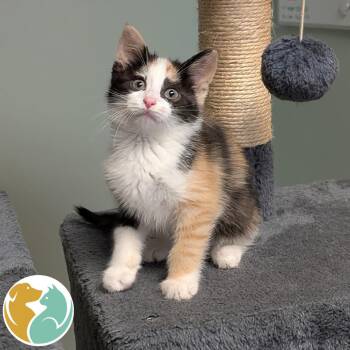 Lobster-Roll -  Domestic Short Hair Cat for Adoption in Toledo, Ohio - Lobster-Roll | PetCurious