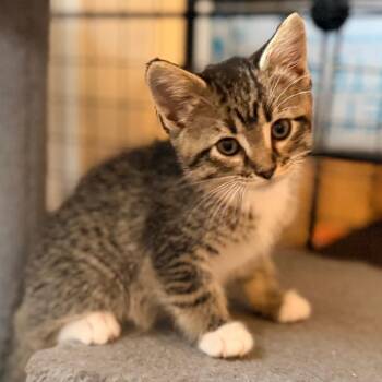 Finn -  Domestic Short Hair Cat for Adoption in Green Bay, Wisconsin - Finn | PetCurious