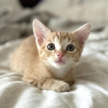 Ron Stoppable -  Domestic Short Hair Cat for Adoption in Boerne, Texas - Ron Stoppable | PetCurious