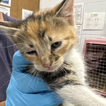 Ginnie -  Domestic Short Hair Cat for Adoption in West Palm Beach, Florida - Ginnie | PetCurious