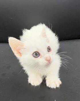 Wyatt -  Siamese Cat for Adoption - Wyatt | PetCurious