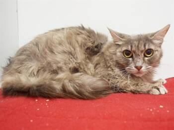 AVERY -  Domestic Medium Hair Cat for Adoption in Sacramento, California - AVERY | PetCurious