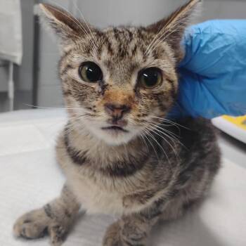 Mittens -  Domestic Short Hair Cat for Adoption in Summerville, South Carolina - Mittens | PetCurious