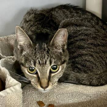 Domestic Short Hair Cats Available for Adoption - Star | PetCurious