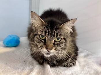 Neptuna -  Domestic Medium Hair Cat for Adoption in Raleigh, North Carolina - Neptuna | PetCurious