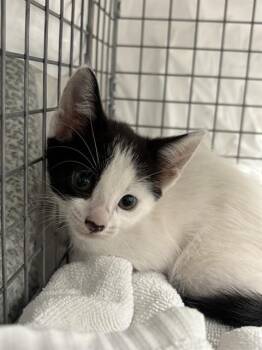 A2476976 -  Domestic Short Hair Cat for Adoption in Fort Lauderdale, Florida - A2476976 | PetCurious