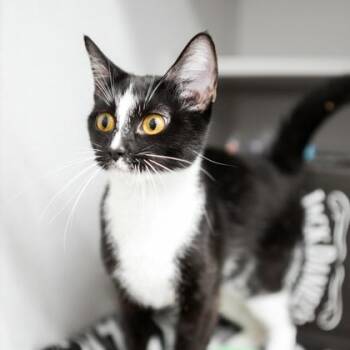 Polly Pocket -  Domestic Short Hair Cat for Adoption in Atlanta, Georgia - Polly Pocket | PetCurious