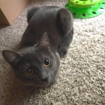 Domestic Short Hair Cats Available for Adoption in Washougal, Washington - Aurora | PetCurious