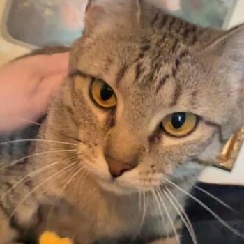 Ahna -  Domestic Short Hair Cat for Adoption in Tulsa, Oklahoma - Ahna | PetCurious
