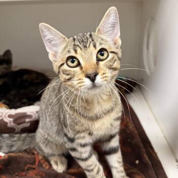 Wildling -  Domestic Short Hair Cat for Adoption in Stillwater, Oklahoma - Wildling | PetCurious