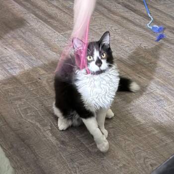 Domestic Medium Hair Cats Available for Adoption in Abbotsford, British Columbia - Batman | PetCurious