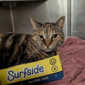 Cleo -  Domestic Short Hair Cat for Adoption in Buffalo, New York - Cleo | PetCurious