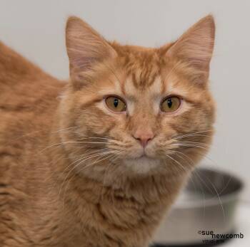 Rescue Domestic Long Hair Cats for Adoption in Shorewood, Illinois - Rusty | PetCurious