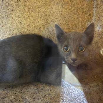 Shell -  Domestic Short Hair Cat for Adoption in Cheyenne, Wyoming - Shell | PetCurious