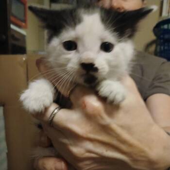 Ares -  Domestic Short Hair Cat for Adoption in Gainesville, Florida - Ares | PetCurious