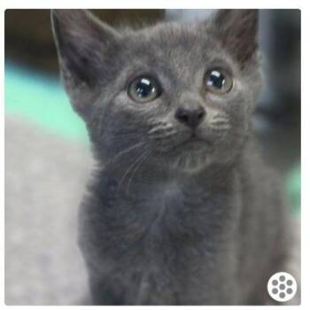 Haze*Meet me at Lakeville Petsmart* -  Domestic Short Hair Cat for Adoption in Buffalo, Minnesota - Haze*Meet Me At Lakeville Petsmart* | PetCurious