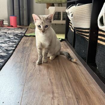 Siamese Cats Available for Adoption in Reno, Nevada - JUBILEE | PetCurious