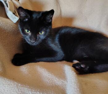 Domestic Short Hair Cats Available for Adoption - Vega | PetCurious