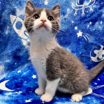 Domestic Short Hair Cats Available for Adoption in Waterloo, Iowa - Tawny | PetCurious