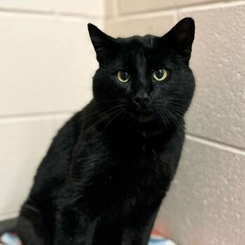 Rescue Domestic Short Hair Cats for Adoption in Owosso, Michigan - Puma | PetCurious