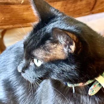 Ella Fitz -  Domestic Short Hair Cat for Adoption in Denver, Colorado - Ella Fitz | PetCurious
