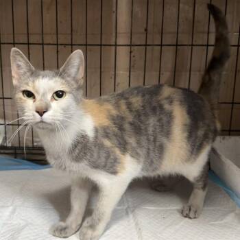 Calita -  Domestic Short Hair Cat for Adoption in Washington, Pennsylvania - Calita | PetCurious