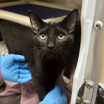 Boba -  Domestic Short Hair Cat for Adoption in Walnut Creek, California - Boba | PetCurious
