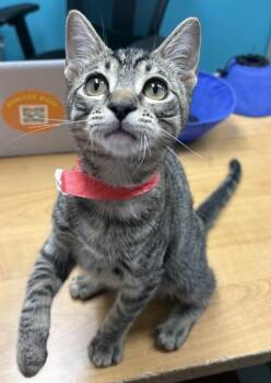 Metalmark -  Domestic Short Hair Cat for Adoption in Plano, Texas - Metalmark | PetCurious
