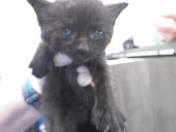 BARRY -  Domestic Short Hair Cat for Adoption in Ocala, Florida - BARRY | PetCurious