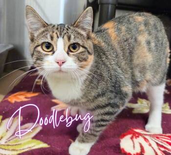 Doodlebug -  Domestic Short Hair Cat for Adoption in Nevada, Iowa - Doodlebug | PetCurious