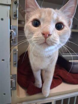 Domestic Short Hair Cats Available for Adoption - Abby Lee | PetCurious