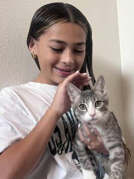 Rescue Domestic Short Hair Cats for Adoption in Conroe, Texas - Pickles | PetCurious