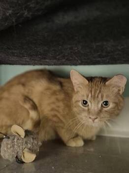 Domestic Short Hair Cats Available for Adoption - Bon Jovi | PetCurious