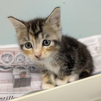 Coriander -  Domestic Short Hair Cat for Adoption in Columbia, Missouri - Coriander | PetCurious