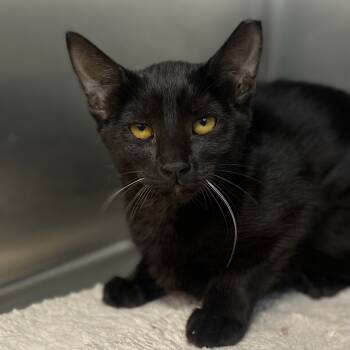 Rescue Domestic Short Hair Cats for Adoption in Palm Springs, California - Ebba | PetCurious