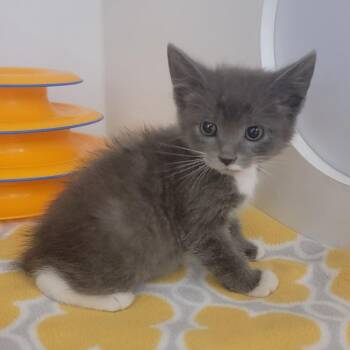 Domestic Short Hair Cats Available for Adoption in Phoenix, Arizona - Stucco | PetCurious