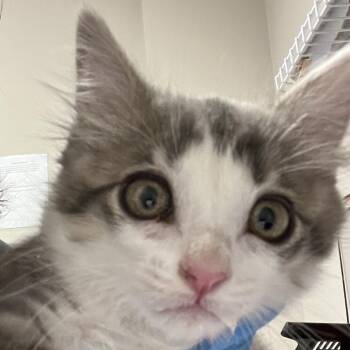 Peeta -  Domestic Short Hair Cat Available for Adoption in Yuma, Arizona - Peeta | PetCurious