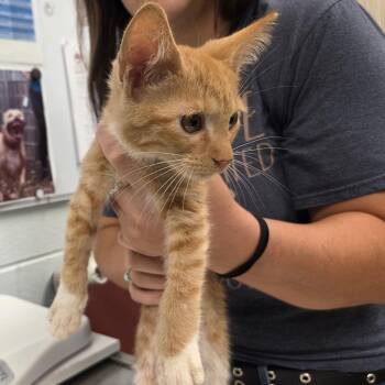 Slemmy -  Domestic Short Hair Cat for Adoption in Chattanooga, Tennessee - Slemmy | PetCurious