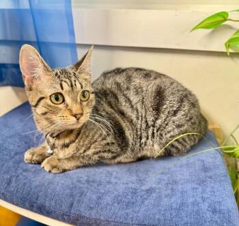 Tabby and Domestic Short Hair Cats Available for Adoption in Friendswood, Texas - Queens New York | PetCurious