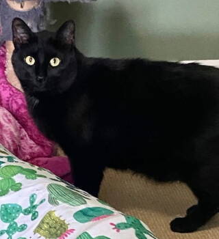 Rescue Domestic Short Hair Cats for Adoption in St. Peters, Missouri - Finn | PetCurious