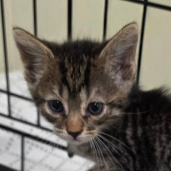 Flatbread -  Domestic Short Hair Cat for Adoption in Gainesville, Florida - Flatbread | PetCurious