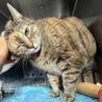 Lola -  Domestic Short Hair Cat for Adoption in Oyster Bay, New York - Lola | PetCurious