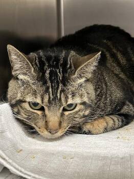 GARRETT -  Domestic Short Hair Cat for Adoption in Las Vegas, Nevada - GARRETT | PetCurious