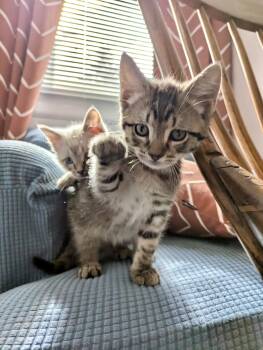 Martin -  Domestic Short Hair Cat for Adoption in Neffsville, Pennsylvania - Martin | PetCurious