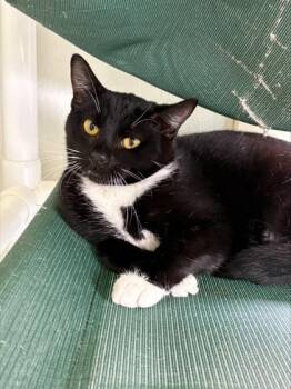 Domestic Short Hair Cats Available for Adoption - Luna | PetCurious