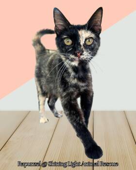 Rescue Domestic Short Hair Cats for Adoption in Royalton, Illinois - Rapunzel | PetCurious